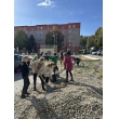 Výsadba zmiešaného trvalkového záhohu